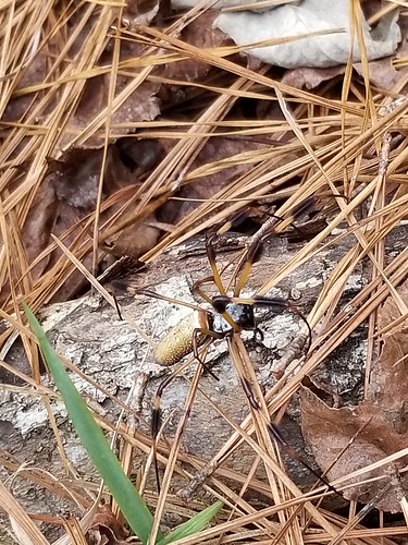 Banana spider On trail at Mistletoe State Park, in Columbia County, north of Augusta, Georgia.