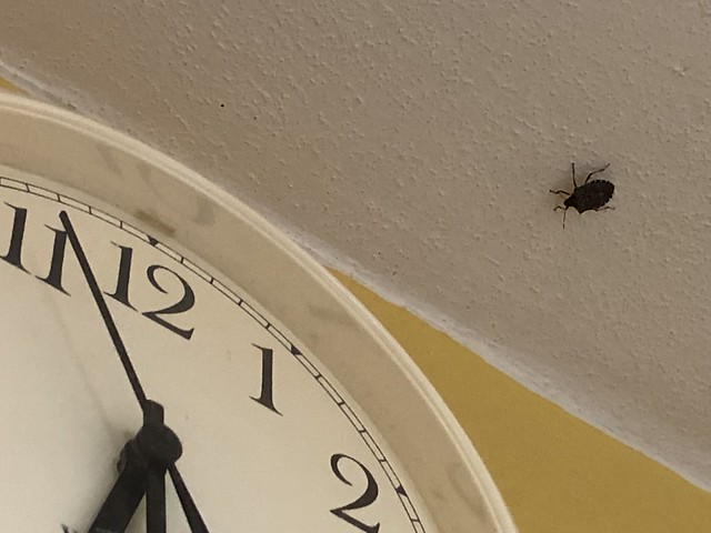 30-Dec  Stink Bug on Ceiling
