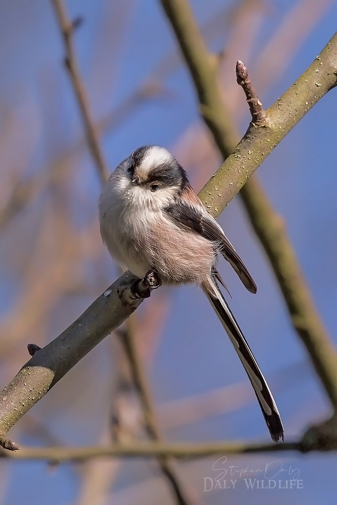Long-tailed-Tit-Germany_Long_w_3463