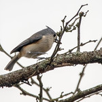 Tufted Titmouse 