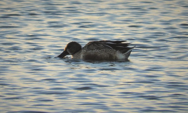 Crap Picture of a Life Bird:  Blue-Winged Teal/Northern Shoveler Hybrid!!!