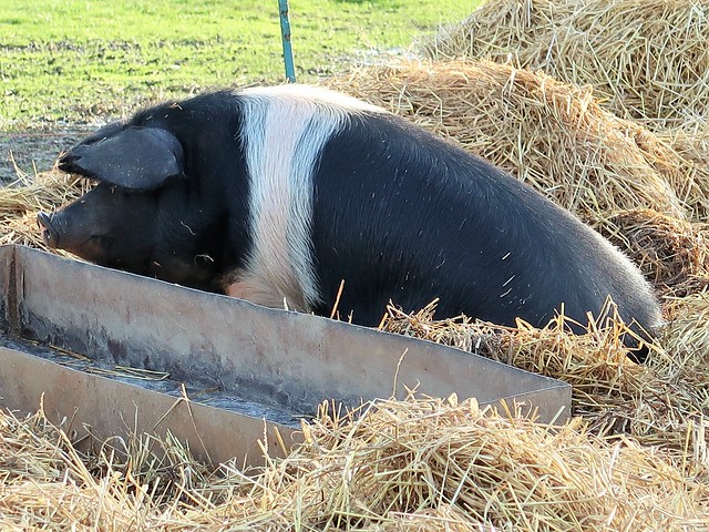 British Saddleback pig