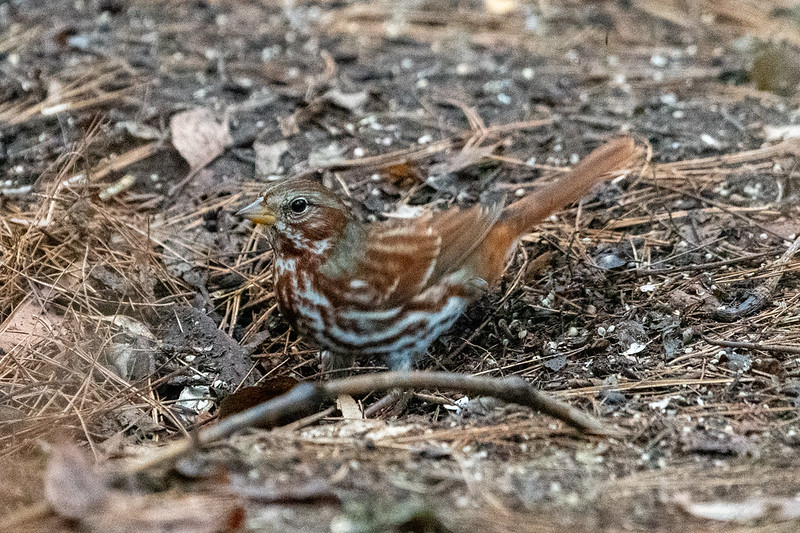 fox-sparrow-0706