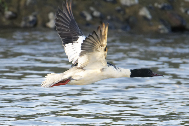 Goosander Male in flight