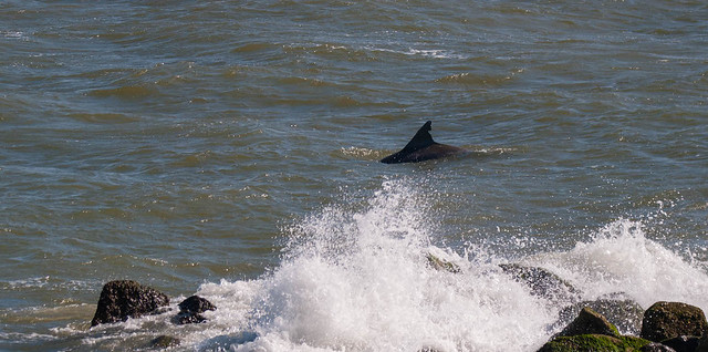 Dolphin Fin off Dauphin Island