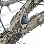 White-breasted Nuthatch 