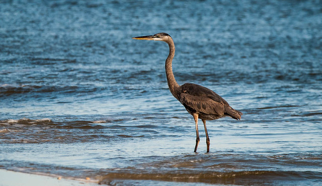 Heron in the Surf