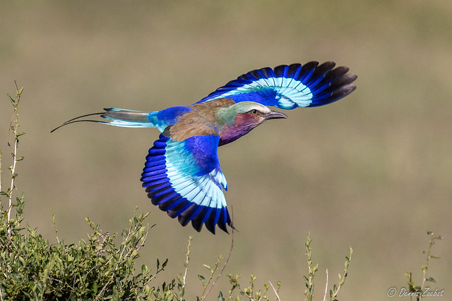Lilac-breasted Roller Flight Small-54881
