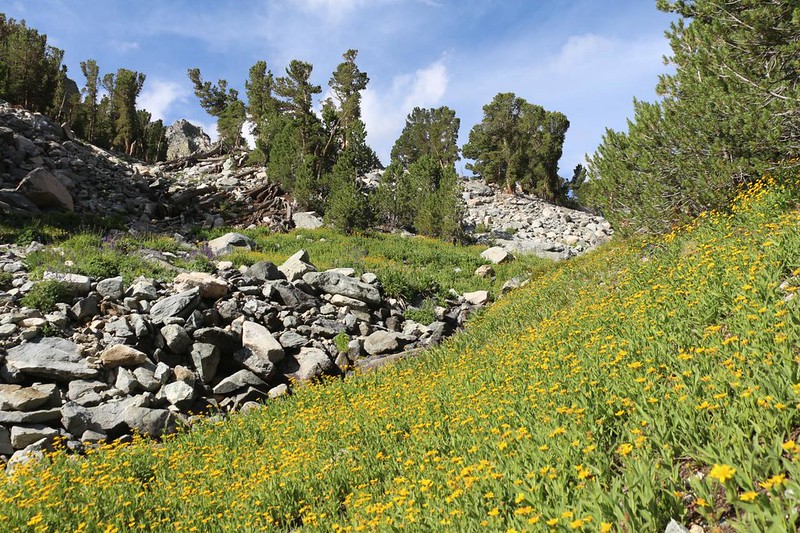 A hillside of bright yellow flowers was shining in the sunlight as we climbed up toward Golden Trout Lake