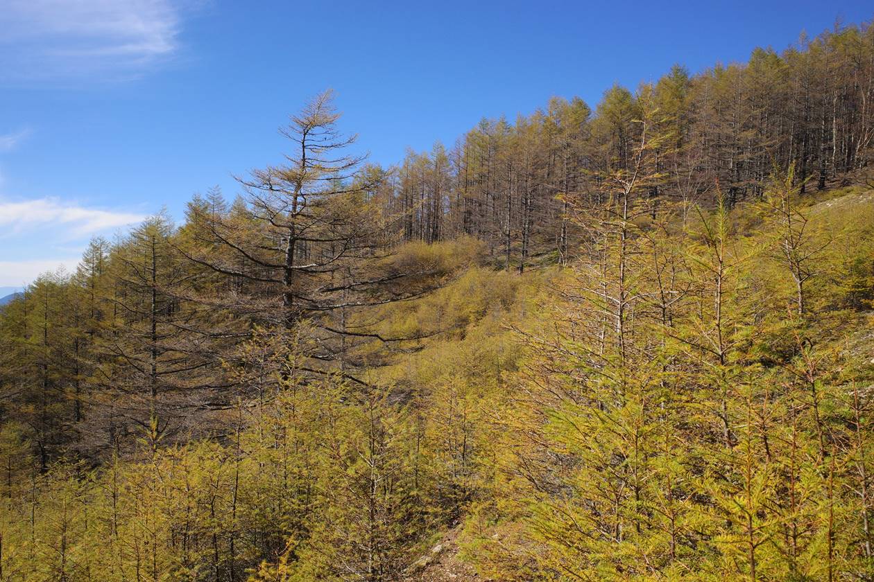 秋の和名倉山 日帰り紅葉登山（三ノ瀬ルート） カラマツの紅葉