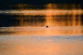 Native Duck, Lower Fitzroy Wetlands, Rockhampton, Queensland 30.05.16