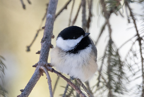 Black-capped Chickadee