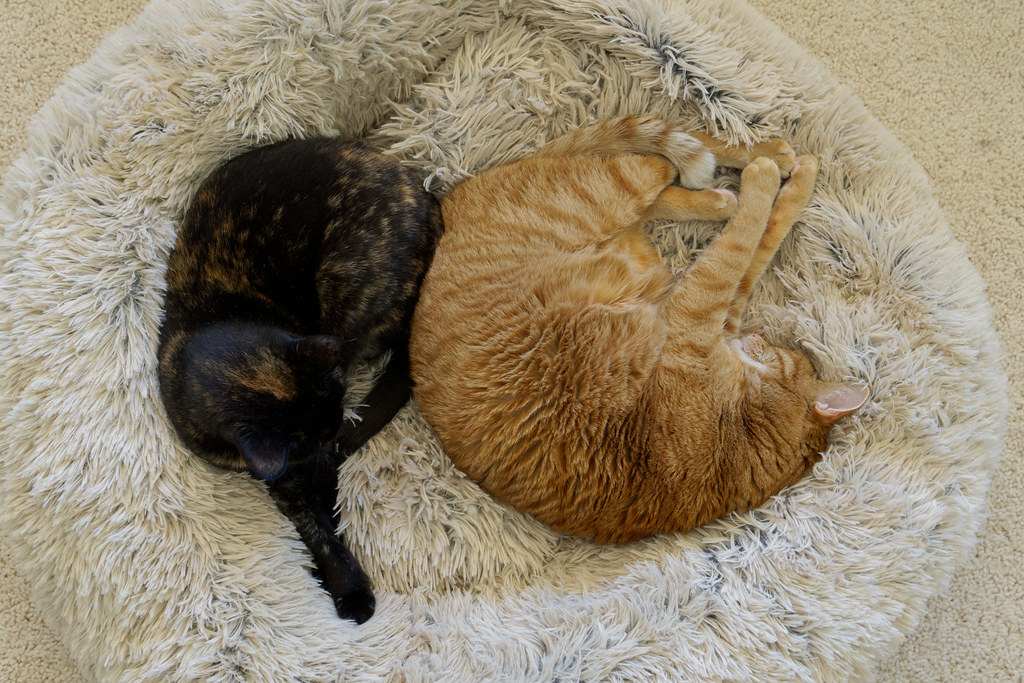 Our cats Trixie and Sam snuggle in the plush cat bed on December 20, 2021. Original: _RAC2662.ARW