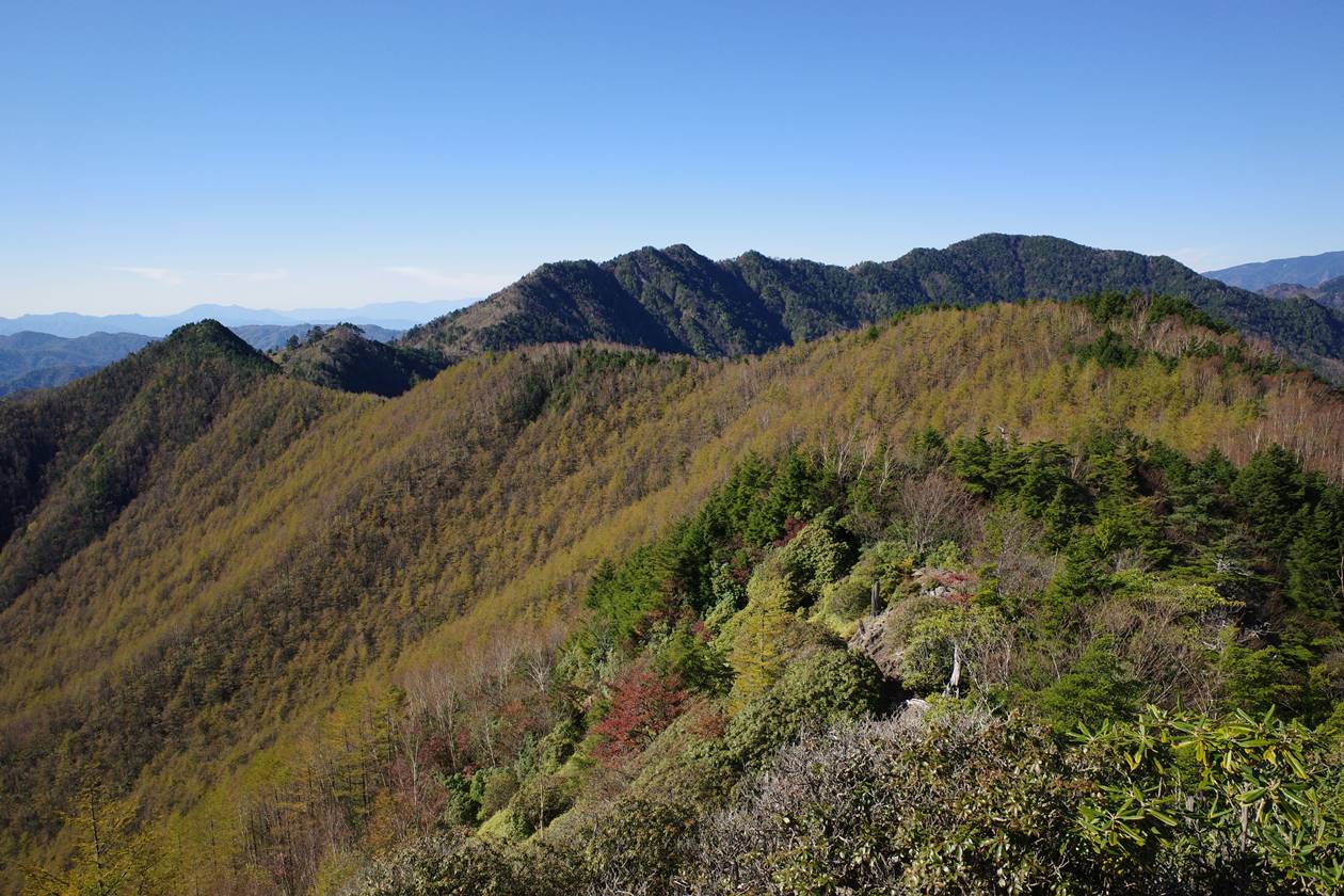 和名倉山 日帰り紅葉登山（三ノ瀬ルート）  カラマツの紅葉と稜線