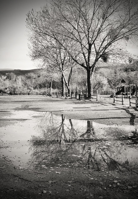 Puddle Reflection in black and white