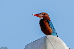 White-breasted Kingfisher, Halcyon smyrnensis fusca