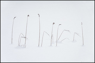 Straws in snow | by Jonas Thomén