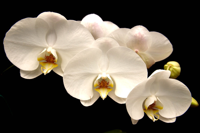 Phalaenopsis 6732