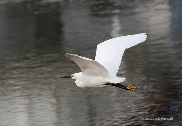 Little Egret - Widewater (573)