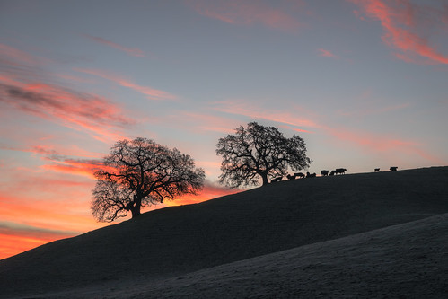 trees sunrise cows subjects sky pasture landscape oaktrees clouds