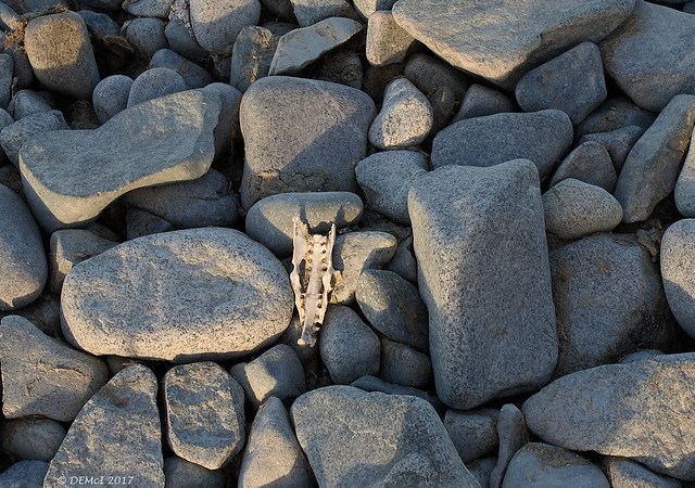 Bone and rock, Jenny Island
