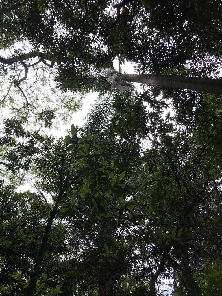 Native forest - Parque Augusta - São Paulo/SP