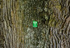 a marker on a monumental eight-hundred-year-old oak in Hłomcza