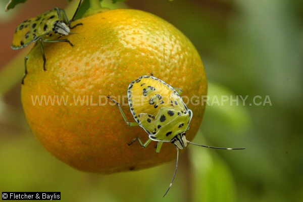 67241 Citrus Stink Bug (Rhynchocoris poseidon), instar on a Calamansi (Citrus microcarpa) fruit in a garden, Perak, Malaysia. Found throughout S and SE Asia where they are a serious pest of citrus fruits.