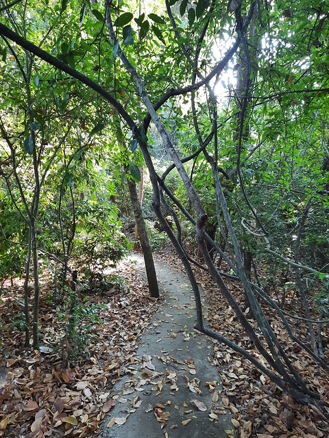 Forest Trail at Wat Anoma Nathi 6