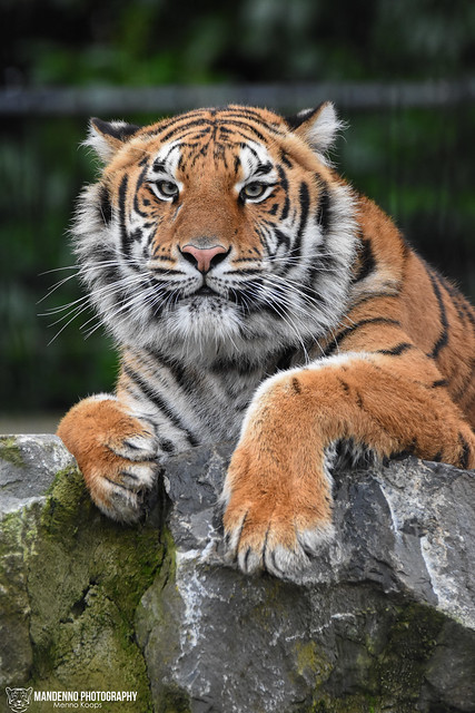 Bengal tigress - Pakawipark
