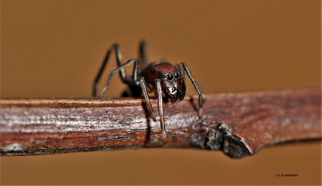 Ant mimic