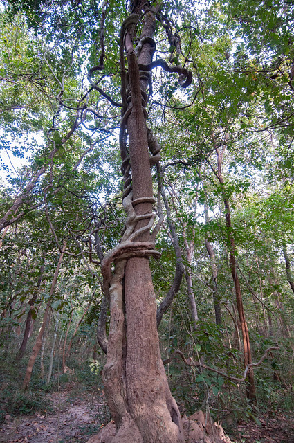 Tree hugging vine in Dong Ling Forest 8e