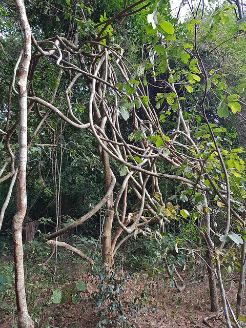 Scraggly Vine in Dong Ling Forest 2
