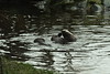 Otter - Eekholt Wildlife Park - Schleswig-Holstein - Germany - January 1st, 2022