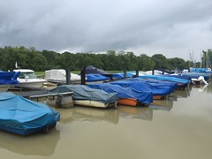 2015 Hochwasser Alter Rhein