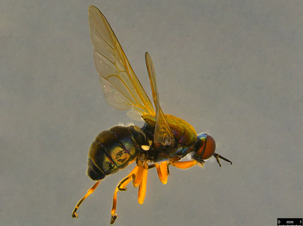 2a - Stratiomyidae sp.