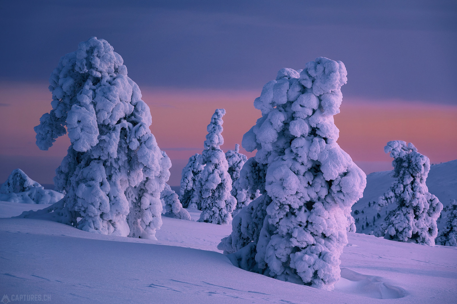 Trees in the winter landscape - Äkäslompolo
