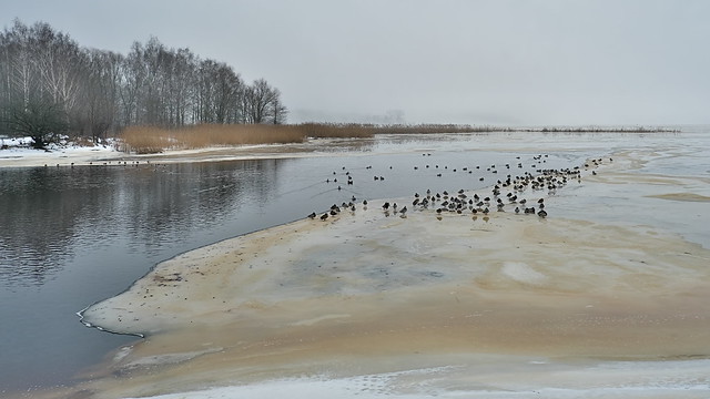 Bird's community on ice