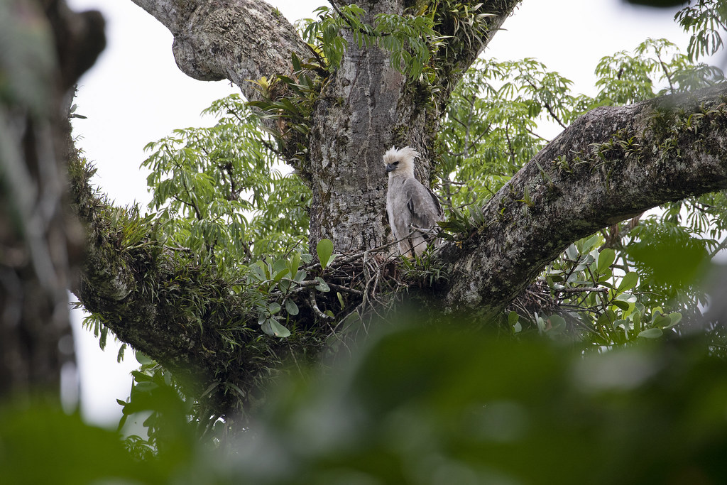 Harpy Eagle (juvenile) in Neotropical Amazonian Lowland Rainforest (Ecuador)