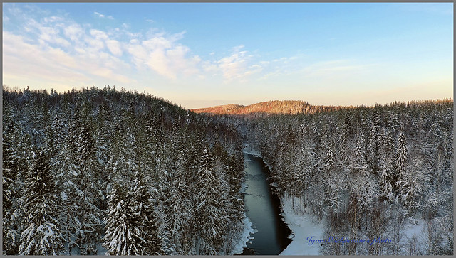 Winter forest with river