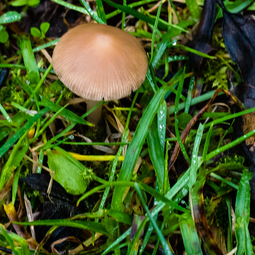 Small mushroom, possibly mottlegill, Compton Hill
