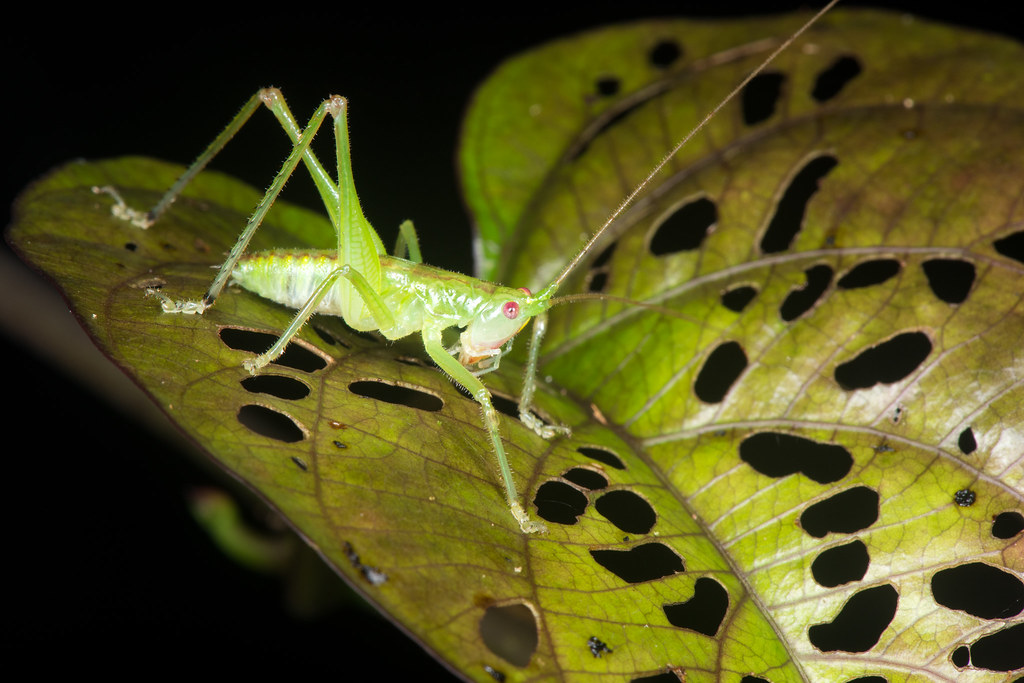 Pink-eyed grasshopper (Orthoptera)