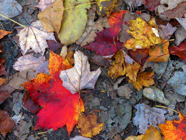 Fall leaves , the circle of life.