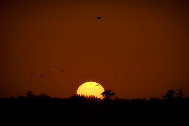 Silhouettes of birds flying over the marsh trail as the sun rises at Ten Thousand Islands National Wildlife Refuge near Naples, Florida