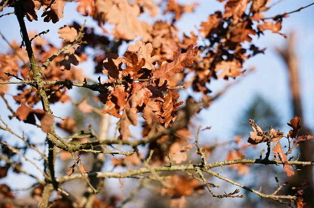 Dead oak leaves, appears to be Oregon White Oak/Garry Oak. Rosemont Bluff. 29 Dec 2021