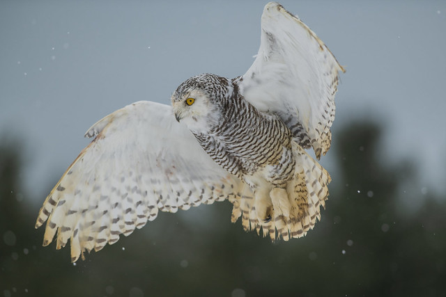 Snowy Owl (f)
