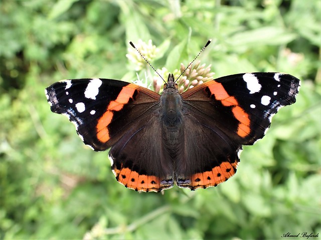 Butterfly 2089 (Vanessa atalanta)