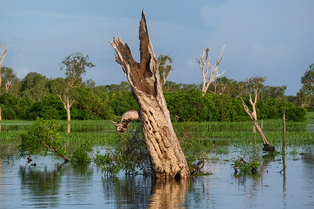 The Jumping Crocodile Tree - South Alligator River, Kakadu National Park, Northern Territory, Australia
