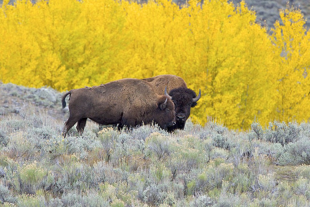 美洲野牛在北美大草原上的數量曾經「多如牛毛」。圖片來源：Arturo de Frias Marques/維基百科