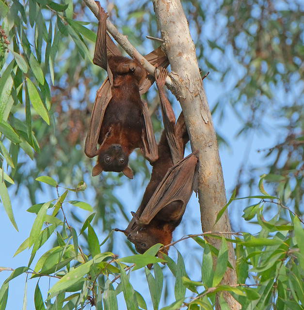 Fruit bats (aka flying foxes), South Alligator River, Kakadu National Park, Northern Territory, Australia